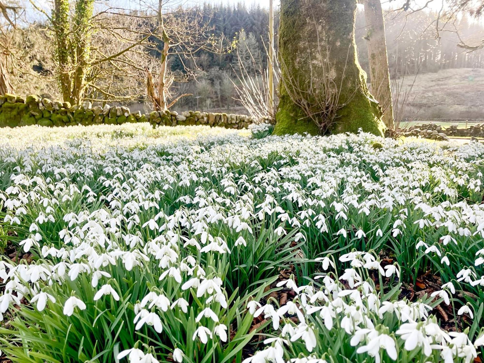 Mossdale Cottage Dalmellington 外观 照片
